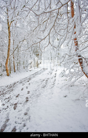 Neve in un bosco di scena, Charnwood Forest, Leicestershire. Foto Stock