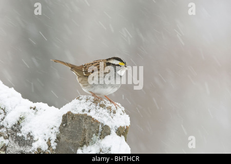 Bianco-throated Sparrow arroccato nella caduta di neve Foto Stock