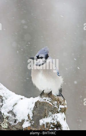 Blue Jay nella neve Foto Stock