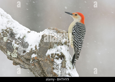 Rosso-Picchio panciuto nella neve Foto Stock