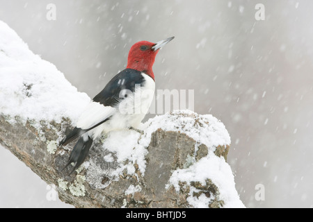 Red-headed Woodpecker arroccato nella neve Foto Stock