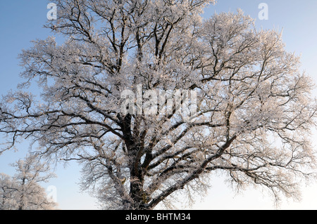 Un albero di quercia Quercus sp coperto di brina trasformata per forte gradiente e tappeto coltre di neve bianca luminosa blu cielo inverno Foto Stock