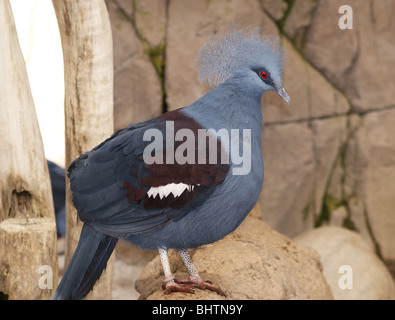 Incoronato PIGEON BIRD Foto Stock