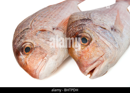 Primo piano della rosa due Orate di mare (pagellus) isolato su sfondo bianco Foto Stock