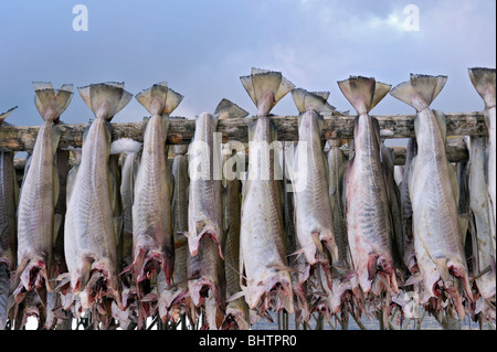 Merluzzo bianco appeso a un rack di pesce in Reine, isole Lofoten, a nord della Norvegia Foto Stock