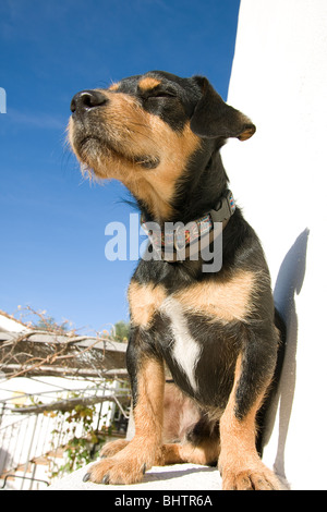 Ritratto mongrel seduto sul muro della casa dipinte di bianco Foto Stock