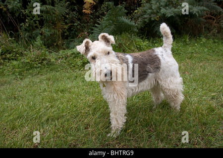 Filo pelose fox terrier Foto Stock