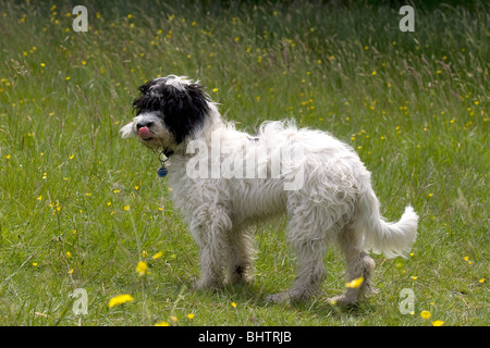 Cockerpoo cane nella primavera del prato Foto Stock