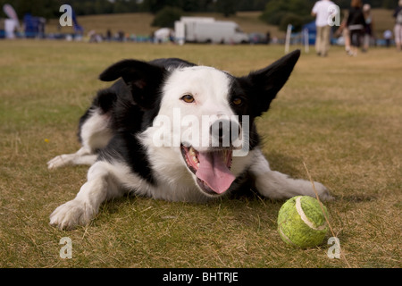 Border Collie cross giocando con sfera Foto Stock