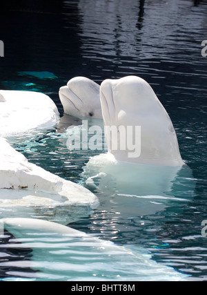 Due balene beluga al San Diego Seaworld pronto per l'alimentazione Foto Stock