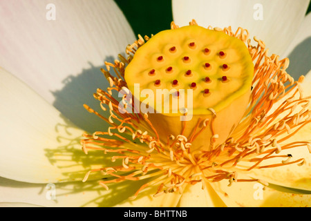Nelumbo 'rosa e giallo', fiore di loto Foto Stock