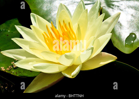 Nymphaea 'Joey Tomocik' Foto Stock