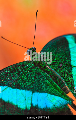 Smeraldo farfalla a coda di rondine Foto Stock