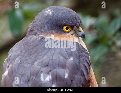 Eurasian maschio Sparviero (Accipiter nisis) Foto Stock