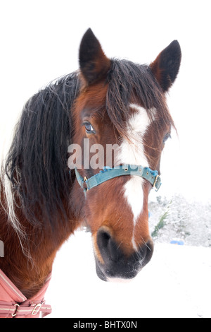 Cavallo in coperta di neve in coperta Foto Stock