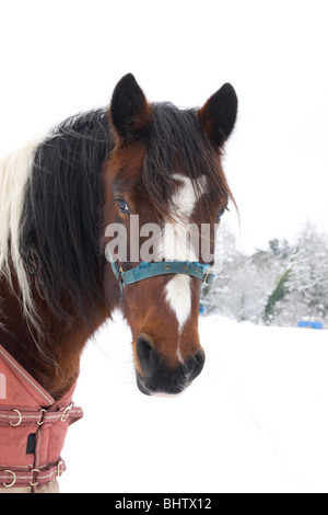 Cavallo in coperta di neve in coperta Foto Stock