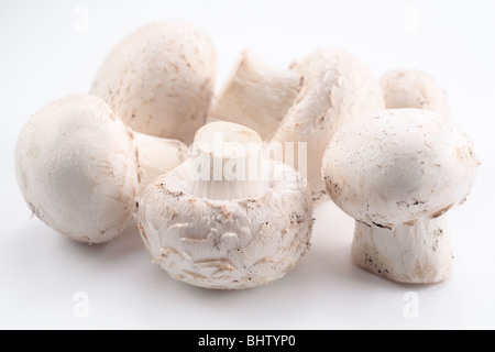 Manciata di champignon su sfondo bianco Foto Stock