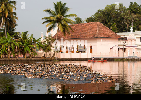 India Kerala, Alappuzha, Chennamkary, lagune, Gregge di anatre passando St Thomas' chiesa siro-ortodossa Foto Stock