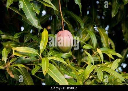 Mango cresce su albero in Barbados nel giardino tropicale Foto Stock