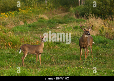 White-tailed buck con doe Foto Stock