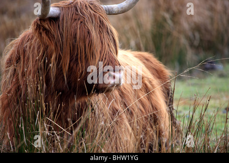 Highland mucca sdraiati sull'erba Isle of Mull Foto Stock