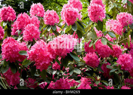 Rosa bush rododendro Foto Stock