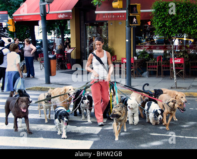 Buenos Aires Argentina Dog sitter professionali cani walker donna ragazza Foto Stock