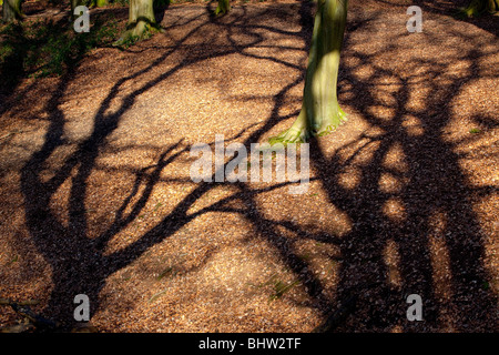 Le ombre degli alberi di quercia gettato sul pavimento di antichi boschi in Worcestershire, England, Regno Unito Foto Stock