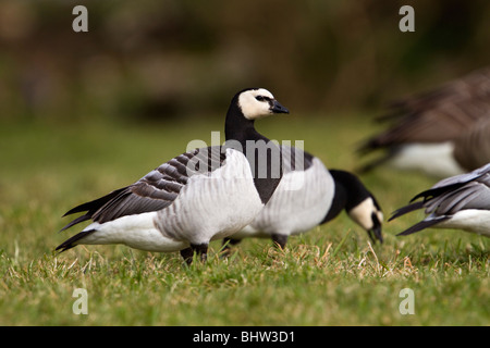 Oche facciabianca; Branta leucopsis; gregge in un campo; Lancashire Foto Stock