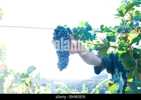 Lavoratore raccolta uva nera da albero in vigna il Libano Medio Oriente Asia Foto Stock