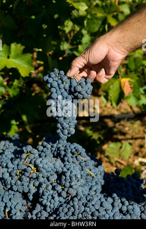 Agricoltore lavora nella vigna farm Libano Medio Oriente Asia Foto Stock