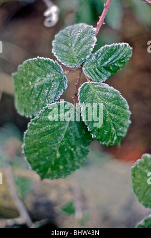 Frosty Rovo foglie Foto Stock