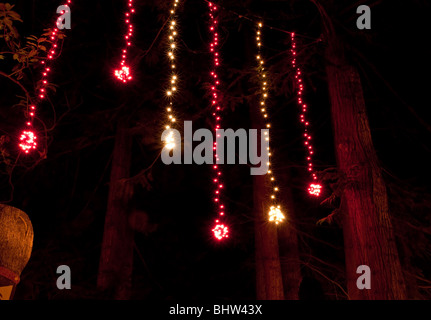 Questa foto mostra linee verticali di luci di Natale appeso in alberi di cedro di notte. Foto Stock