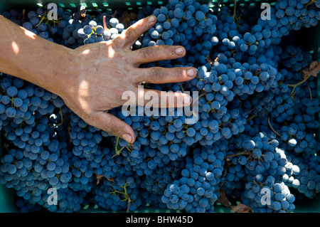 Agricoltore e la mano sulle uve nere in vigna il Libano Medio Oriente Asia Foto Stock