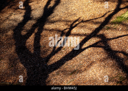 Le ombre degli alberi di quercia gettato sul pavimento di antichi boschi in Worcestershire, England, Regno Unito Foto Stock