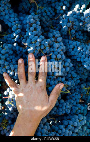 Agricoltore e la mano sulle uve nere in vigna il Libano Medio Oriente Asia Foto Stock