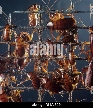 American scarafaggio (Periplaneta americana) sulla maglia di filo Foto Stock