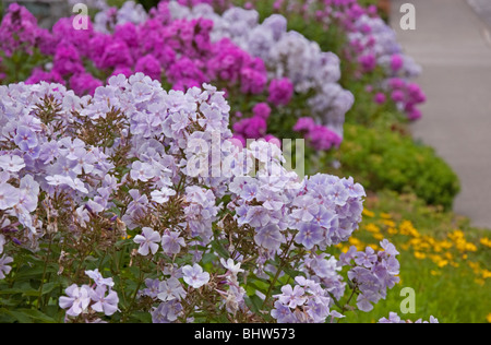 Questo giardino floreale shot offre luce viola estate phlox fiori con magenta phlox in background e altre piante. Foto Stock