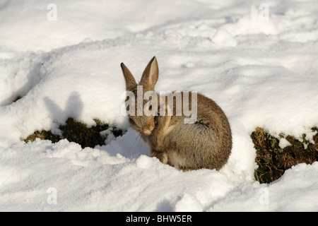 Coniglio selvatico (oryctolagus cuniculus) seduti sulla neve toelettatura in inizio di mattina di sole Foto Stock