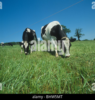 Holstein il frisone vacca da latte di pascolare su erba lussureggiante diviso da una recinzione elettrificata, Devon, Giugno Foto Stock