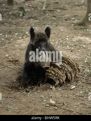 Il cinghiale sow suinetti lattanti nel bosco su una farm di Devon Foto Stock