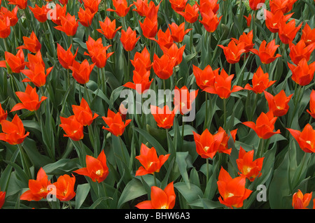 Tulipa Lelie, Syneada arancione, Grand-Bigard castello, provincia del Brabante, Belgio Foto Stock