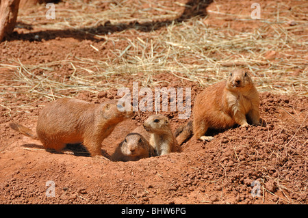 I cani della prateria a giardini di rettile, Rapid City, il Dakota del Sud, STATI UNITI D'AMERICA Foto Stock