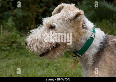 Filo pelose fox terrier Foto Stock