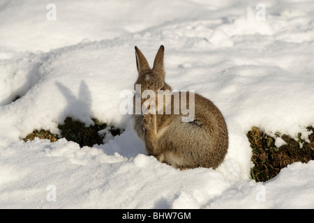 Coniglio selvatico (oryctolagus cuniculus) seduti sulla neve toelettatura in inizio di mattina di sole Foto Stock