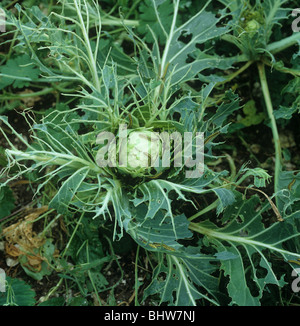 Large White butterfly (Sarcococca brassicae) bruchi su decimato cavolo Foto Stock