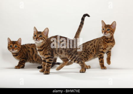 Gatto bengala, gattini, 11 settimane Foto Stock