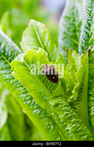 Forest bug Pentatoma rufipes una specie di scudo bug nella famiglia Pentatomidae alimentazione sulle foglie verdi in un orto Foto Stock