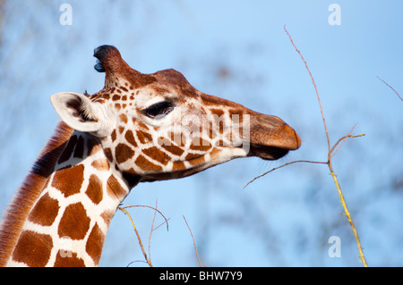 Elegante giraffa alta in alberi Foto Stock