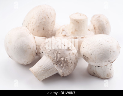 Manciata di champignon su sfondo bianco Foto Stock